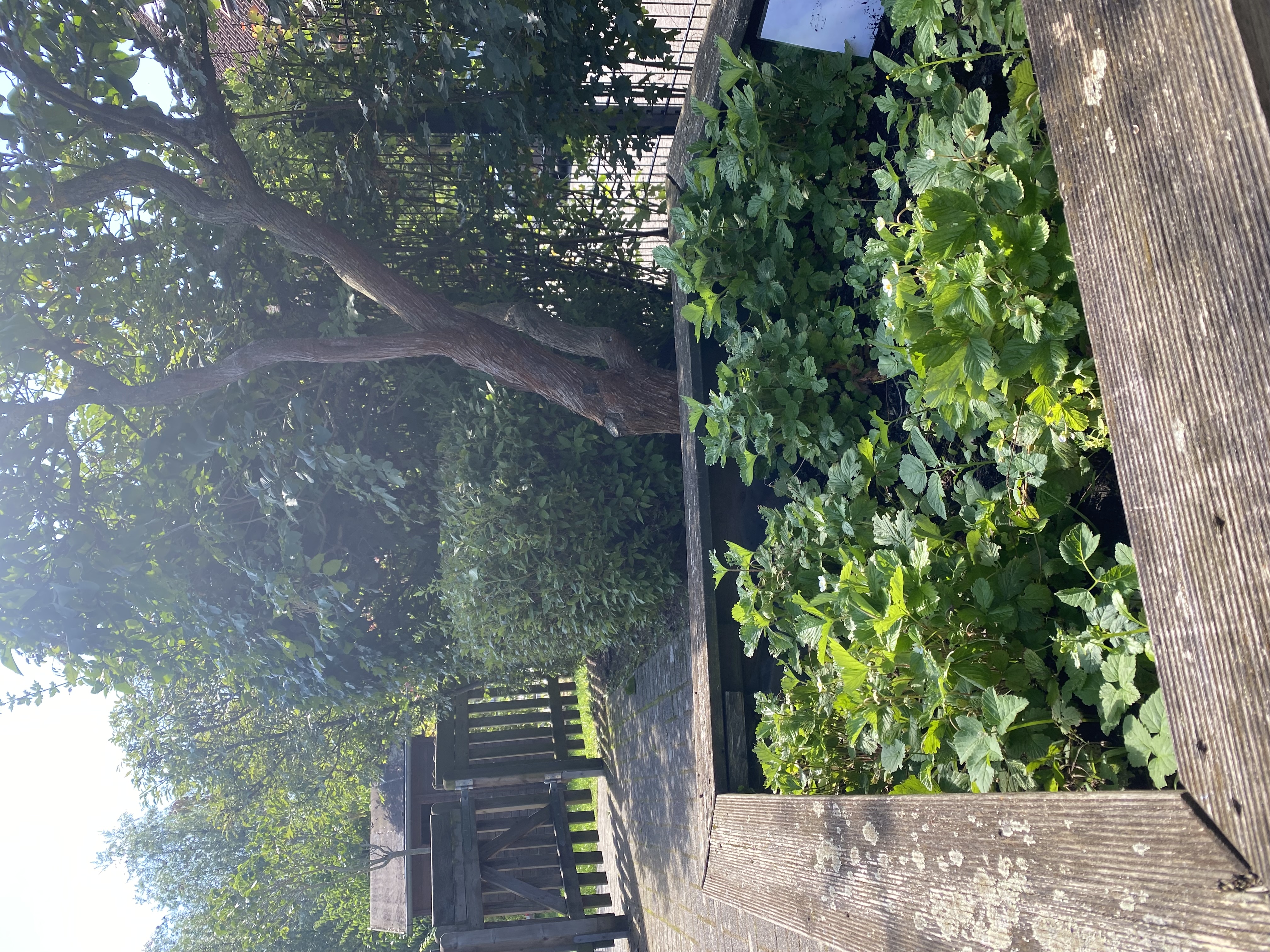 Gemüsegarten
